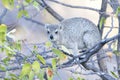 Cape Hyrax or Rock Hyrax in a tree,