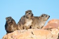 Cape Hyrax sitting on a rock Royalty Free Stock Photo