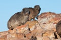 Cape Hyrax sitting on a rock