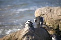 Cape jackass penguins and betty`s bay beach resting on a South African rock on the Fynbos coastline Royalty Free Stock Photo
