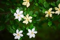 Cape Jasmine closeup shot