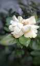 Cape Jasmine