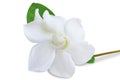 Cape jasmine flower on white background. Royalty Free Stock Photo