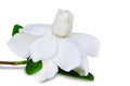 Cape jasmine flower on white background.