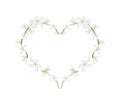 Cape Jasmine Flowers in A Heart Shape