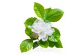Cape Jasmine or Gardenia jasminoides Asia tropical white flower Royalty Free Stock Photo
