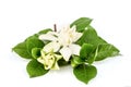 Cape jasmine or Gardenia jasminoides flowers and green leaves isolated on white background Royalty Free Stock Photo