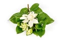 Cape jasmine or Gardenia jasminoides flowers and green leaves isolated on white background.top view,flat lay Royalty Free Stock Photo