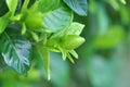 Cape Jasmine Gardenia white flower bud