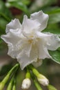 Cape Jasmine, Gareden Gardenia, Gerdenia, Bunga cina flower Royalty Free Stock Photo