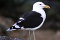 Cape (Kelp) Gull Royalty Free Stock Photo