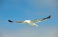 Cape (Kelp) Gull in flight Royalty Free Stock Photo