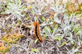 Cape Lappet Moth caterpillar on coastal flora