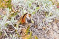 Cape Lappet Moth caterpillar on coastal flora