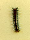 Cape Lappet Moth Caterpillar with green tinge 1