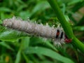Cape Lappet moth caterpillar in the rain