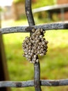 Cape Lappet Moth eggs