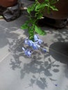 The indigo bouquet leaned close to the ground., The dazzling shadow of the indigo bouquet Royalty Free Stock Photo