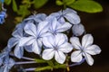 Flowers of Cape Leadwort Royalty Free Stock Photo