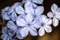 Flowers of Cape Leadwort Royalty Free Stock Photo