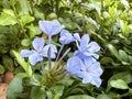 The cape leadwort, blue plumbago or Cape plumbago (Latin - Plumbago auriculata