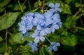 Cape Leadwort common name for Plumbago Auriculata flower also called blue jasmine flower Royalty Free Stock Photo