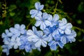 Cape Leadwort common name for Plumbago Auriculata flower also called blue jasmine flower Royalty Free Stock Photo