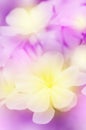 Cape Leadwort flower. Royalty Free Stock Photo