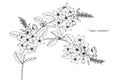 Cape leadwort flower drawing and sketch. Royalty Free Stock Photo