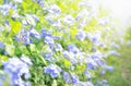 Cape Leadwort flower is very beautiful in the morning,scientific name is Plumbagoauriculata,flowers in the garden Royalty Free Stock Photo