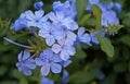 Cape leadwort flowers, Plumbago auriculata, in the garden Royalty Free Stock Photo