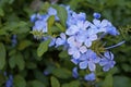 Cape leadwort flowers, Plumbago auriculata, in the garden Royalty Free Stock Photo