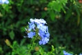 Cape leadwort