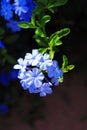 Cape leadwort