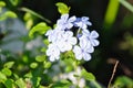 Cape leadwort, PLUMBAGINACEAE or Plumbago auriculata Lam Royalty Free Stock Photo