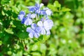 Cape leadwort, PLUMBAGINACEAE or Plumbago auriculata Lam Royalty Free Stock Photo