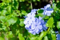 Cape leadwort, PLUMBAGINACEAE or Plumbago auriculata Lam Royalty Free Stock Photo