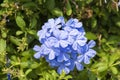 Cape leadwort (Plumbago auriculata Lam.). Royalty Free Stock Photo