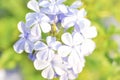 Cape leadwort or white plumbag Plumbago auriculata Royalty Free Stock Photo