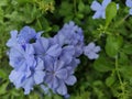 Cape leadwort, white plumbago, plumbago auriculata, Blue flower Royalty Free Stock Photo