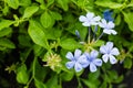 Cape leadwort, White plumbago