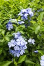 Cape leadwort ,White plumbago. Royalty Free Stock Photo