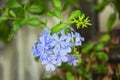 Cape leadwort, white plumbago or Plumbago auriculata Lam. beautiful flowers blooming in the garden Royalty Free Stock Photo