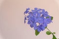 Cape leadwort, white plumbago or Plumbago auriculata Lam.ves Royalty Free Stock Photo