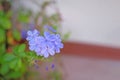 Cape leadwort, white plumbago or Plumbago auriculata Lam. Blossoming bouquet with green leaves Royalty Free Stock Photo