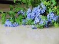 Cape leadwort, white plumbago or Plumbago auriculata Lam. Both flowers and leaves hanging from the pot down to the ground Royalty Free Stock Photo