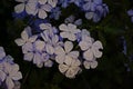 Cape leadwort, white plumbago;flowering plant Royalty Free Stock Photo