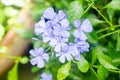 Cape leadwort, white plumbago Royalty Free Stock Photo