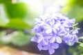 Cape leadwort, white plumbago with green leaves Royalty Free Stock Photo