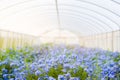 Cape leadwort, white plumbago in plant nursery greenhouse at morning time, selective focus, copy spac Royalty Free Stock Photo